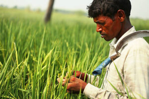 PM Kisan Yojana 