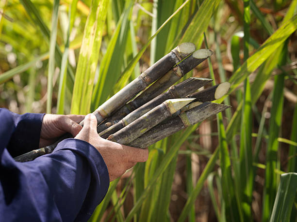 Sugarcane