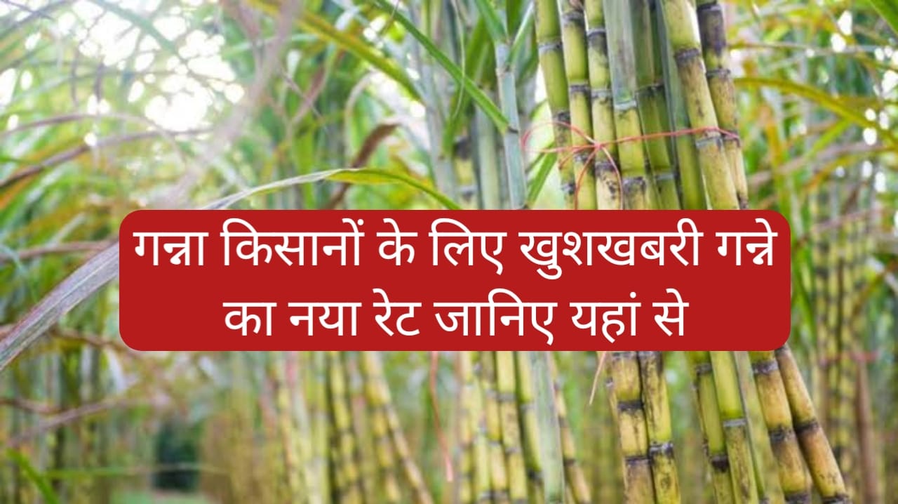 SugarCane New Rate