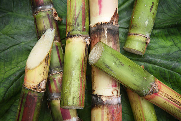 Sugarcane 2024