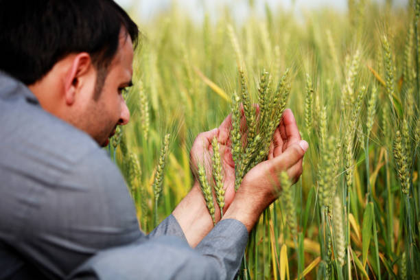 Wheat Crop