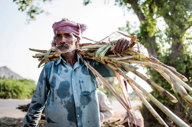 Sugarcane News